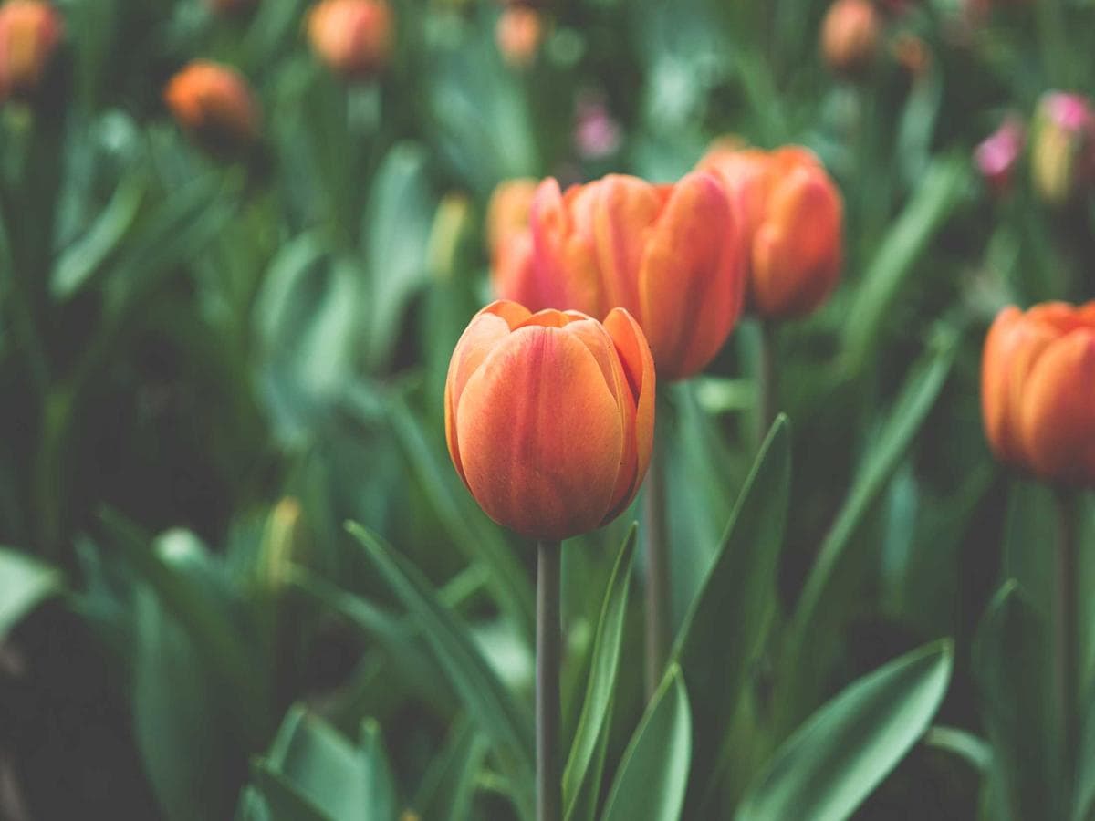 Hemingway's Africa — 4